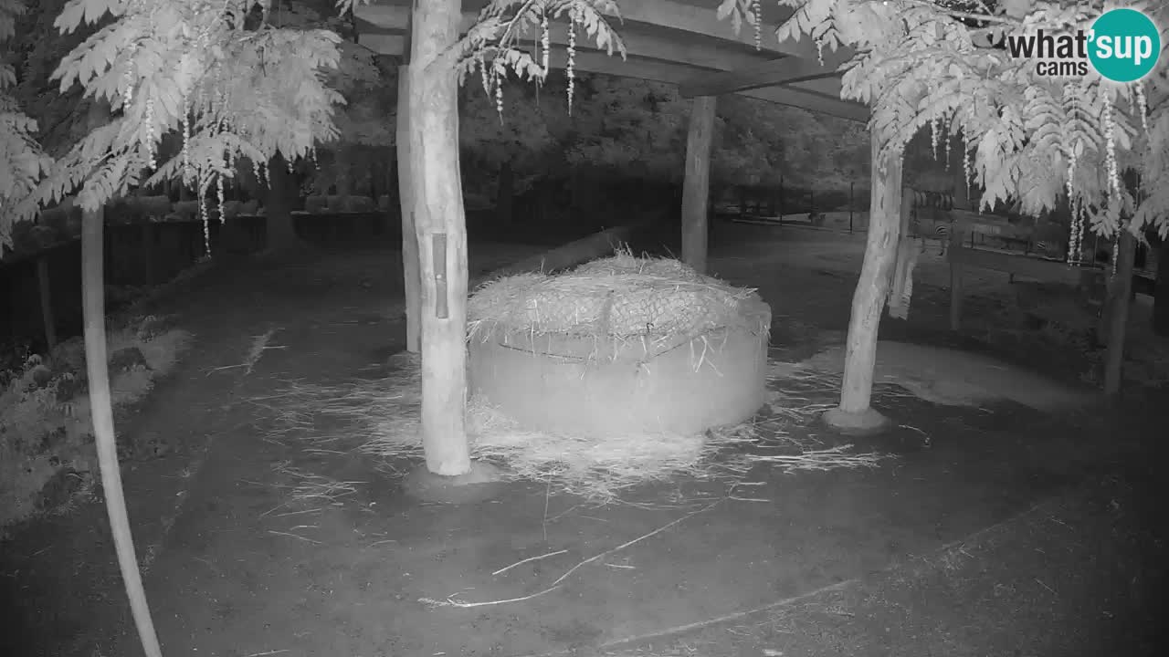 Zebre v živo v živalskem vrtu Ljubljana ZOO spletne kamere