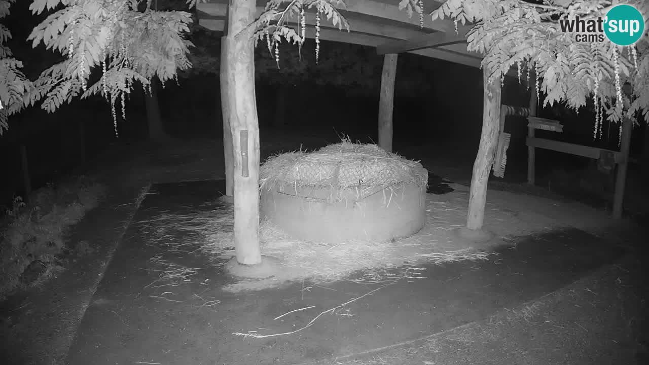 Le Zebre nello ZOO di Ljubljana – Slovenia Live webcam