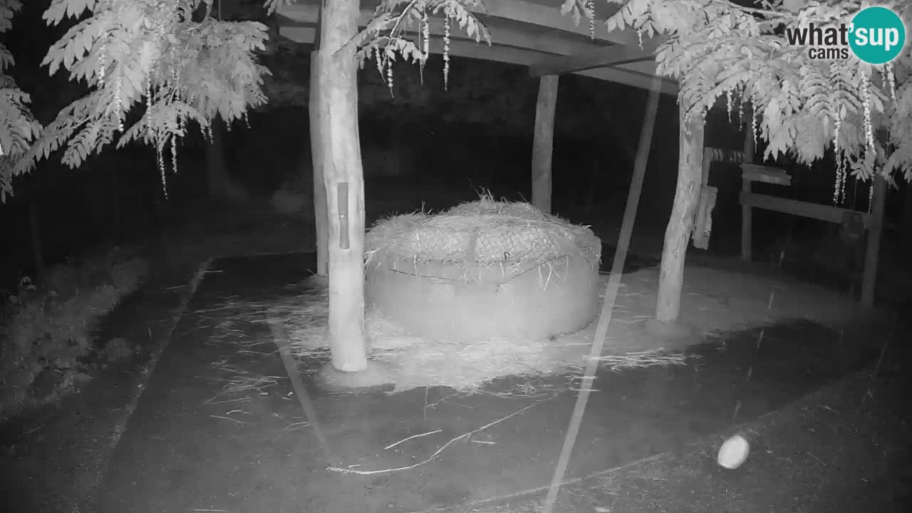 Camera en vivo Cebras in Ljubljana ZOO – Eslovenia