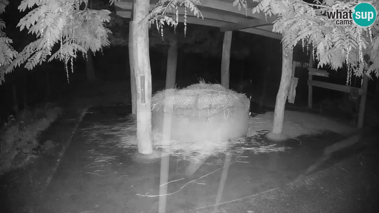 Live webcam Zebras in Ljubljana ZOO – Slovenia
