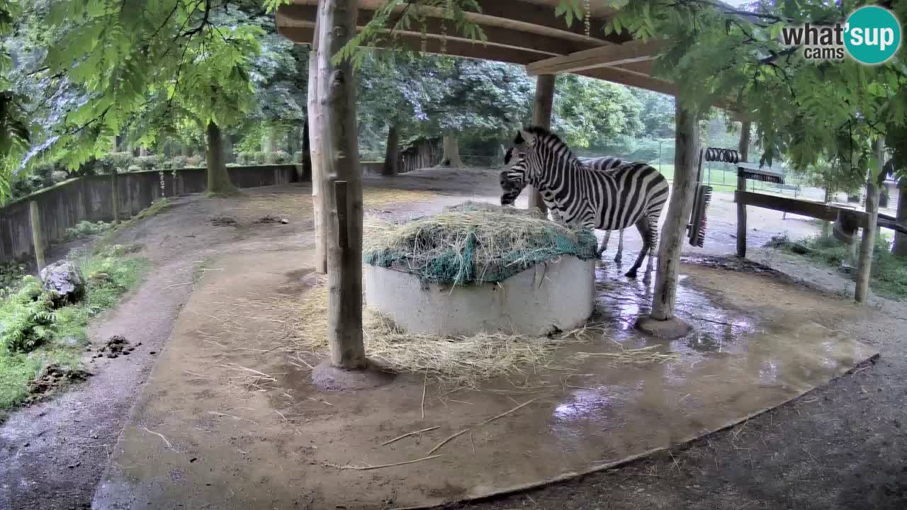 Live Webcam Zebras in Ljubljana ZOO – Slowenien