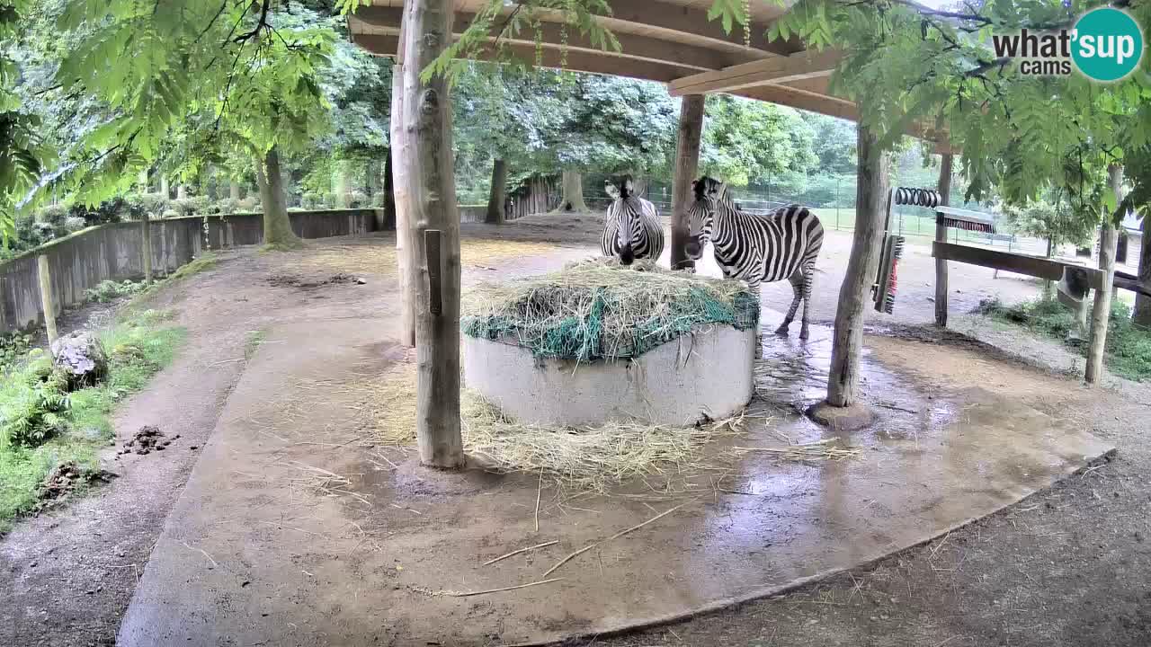 Camera en vivo Cebras in Ljubljana ZOO – Eslovenia