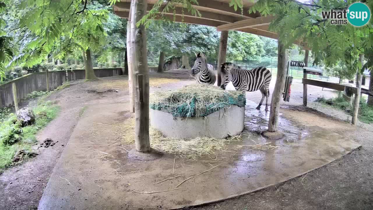 Camera en vivo Cebras in Ljubljana ZOO – Eslovenia