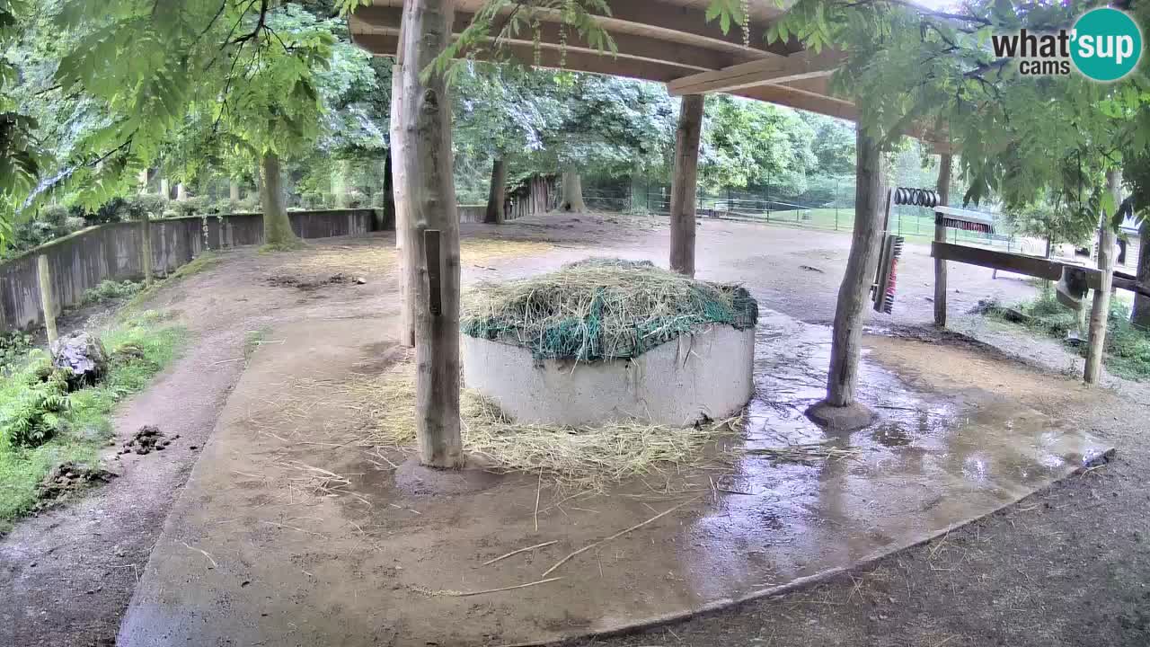 Web kamera uživo Zebras u ZOO Ljubljana – Slovenija