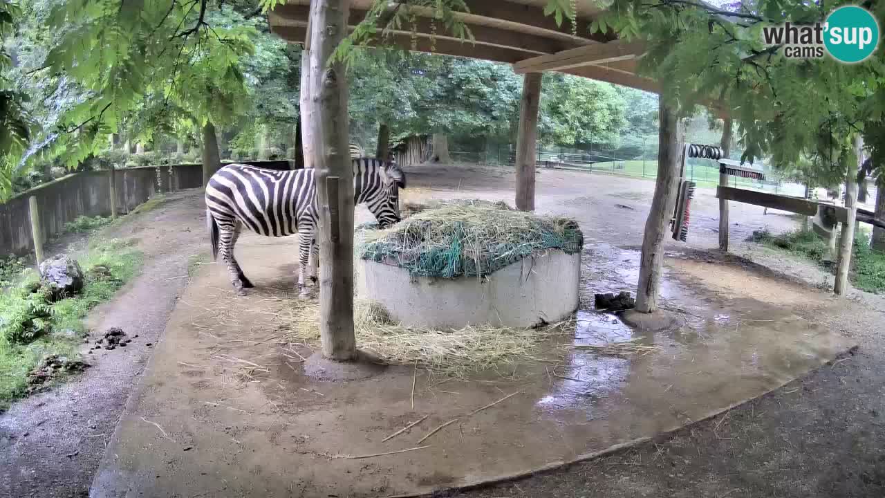 Live webcam Les zèbres in Ljubljana ZOO – Slovénie