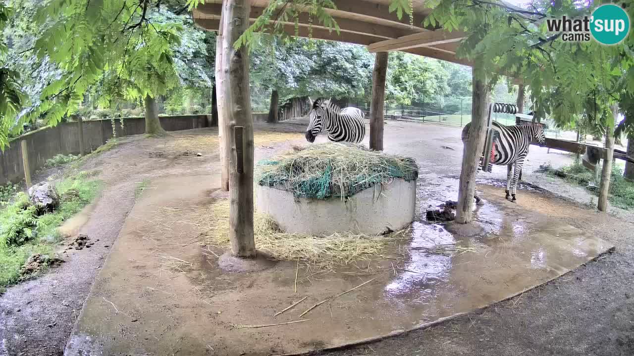 Live webcam Les zèbres in Ljubljana ZOO – Slovénie