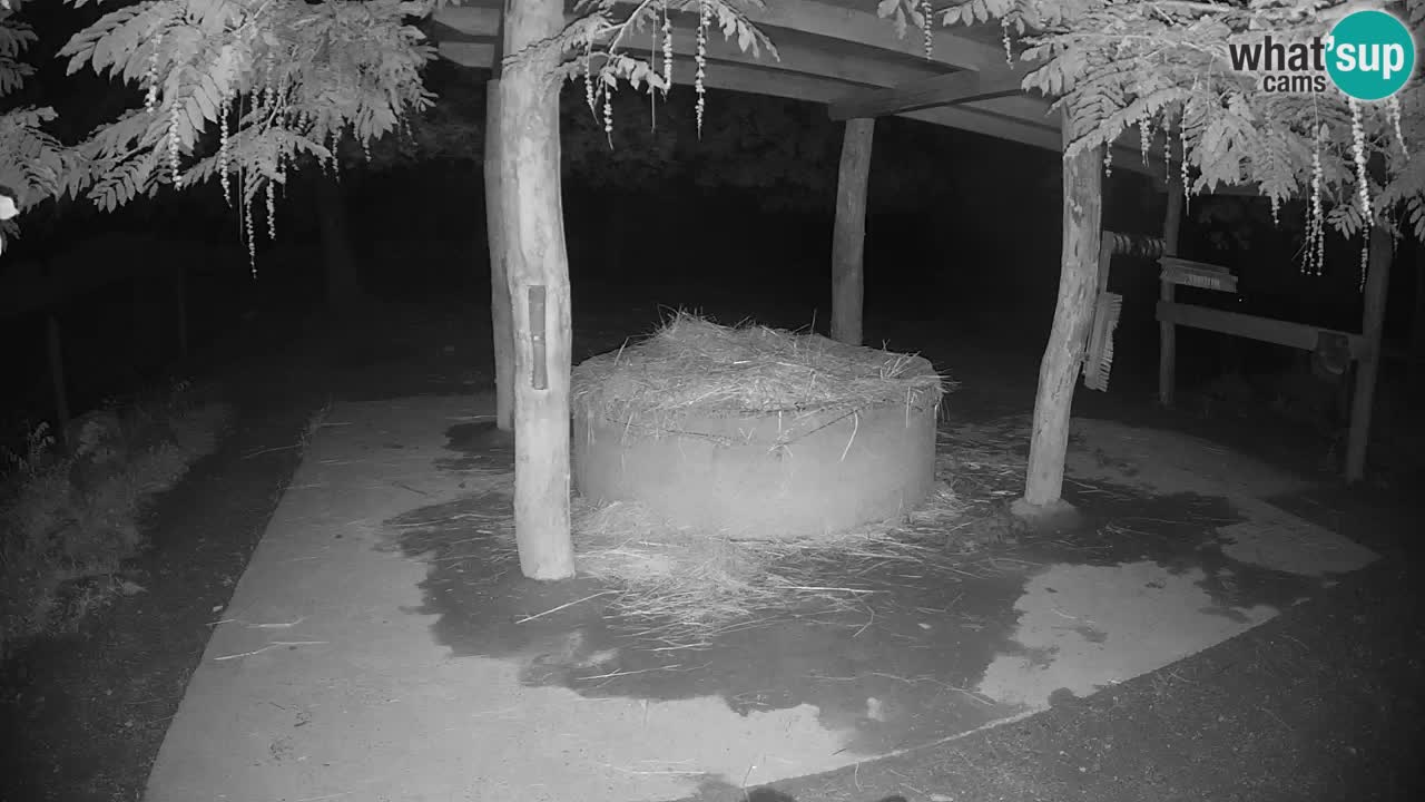 Live webcam Zebras in Ljubljana ZOO – Slovenia