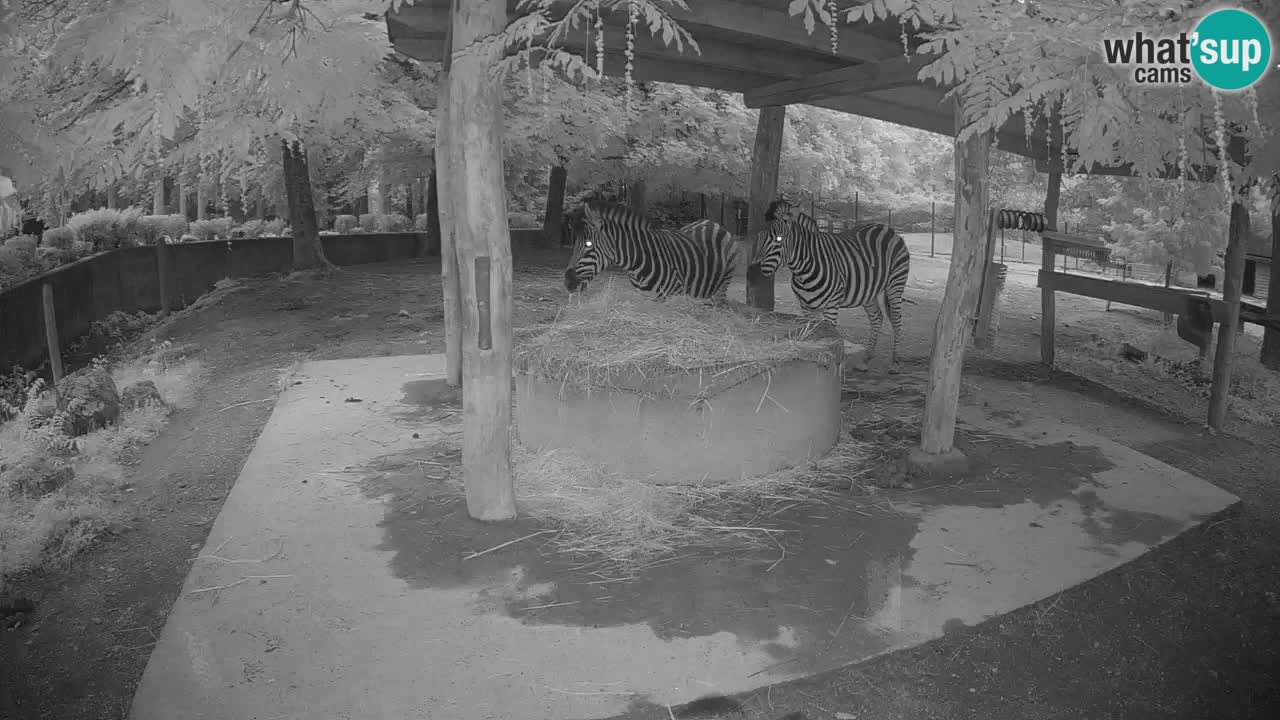 Camera en vivo Cebras in Ljubljana ZOO – Eslovenia