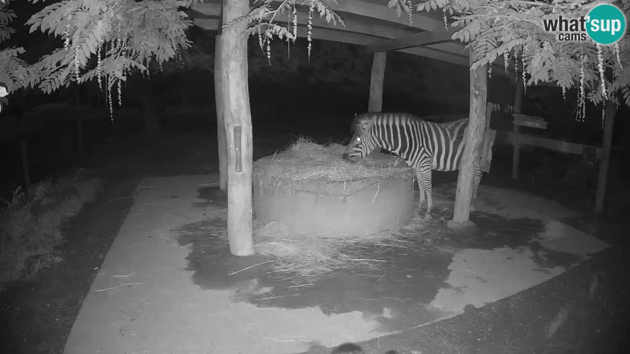 Le Zebre nello ZOO di Ljubljana – Slovenia Live webcam
