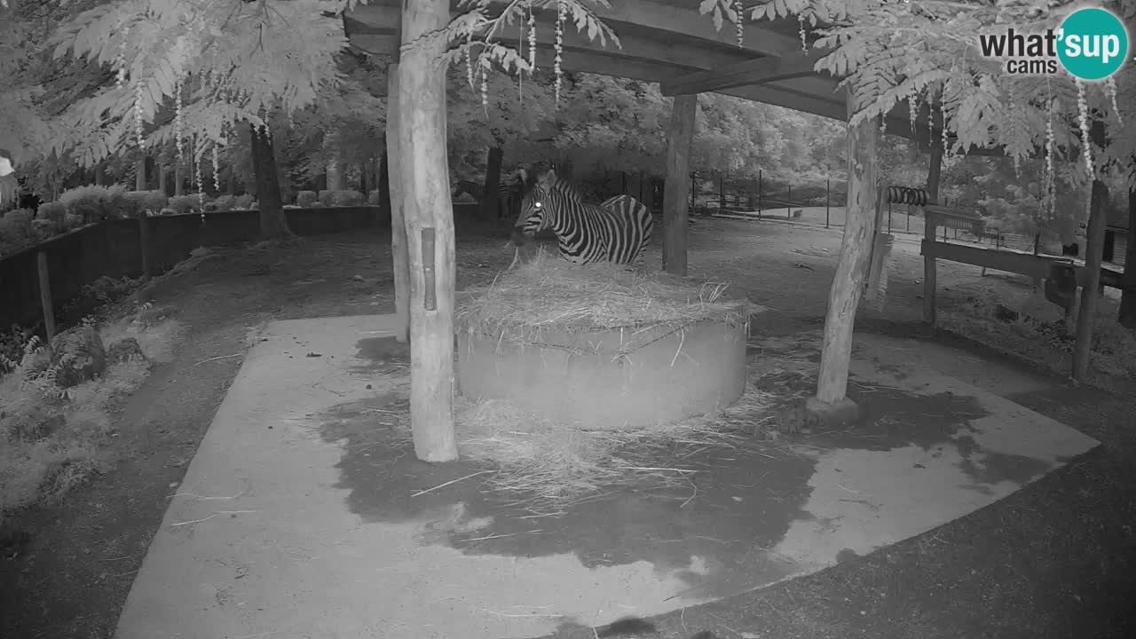 Live webcam Zebras in Ljubljana ZOO – Slovenia