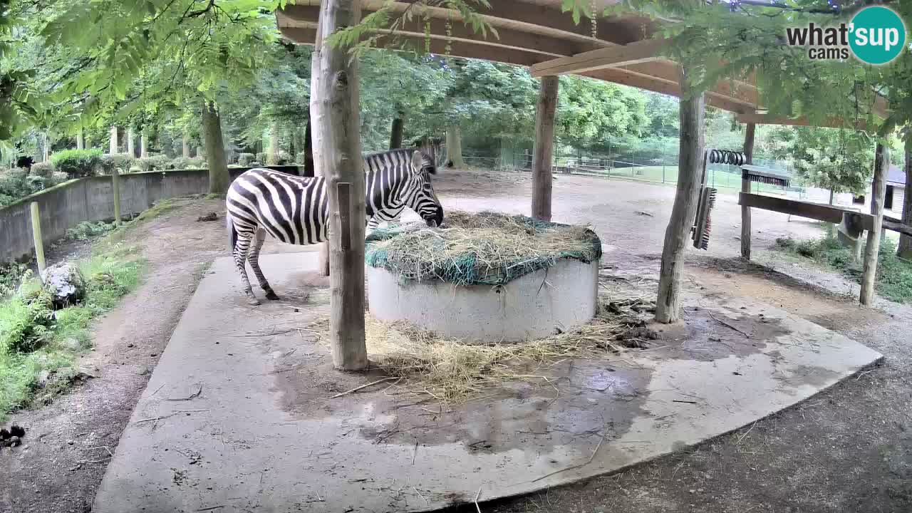 Camera en vivo Cebras in Ljubljana ZOO – Eslovenia