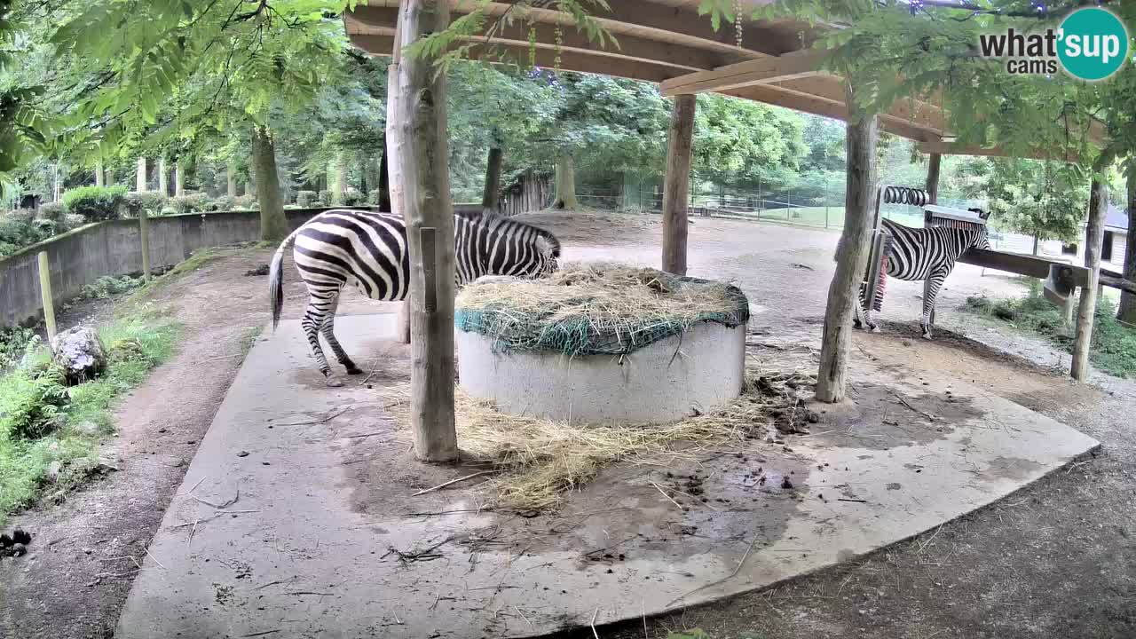 Zebre v živo v živalskem vrtu Ljubljana ZOO spletne kamere