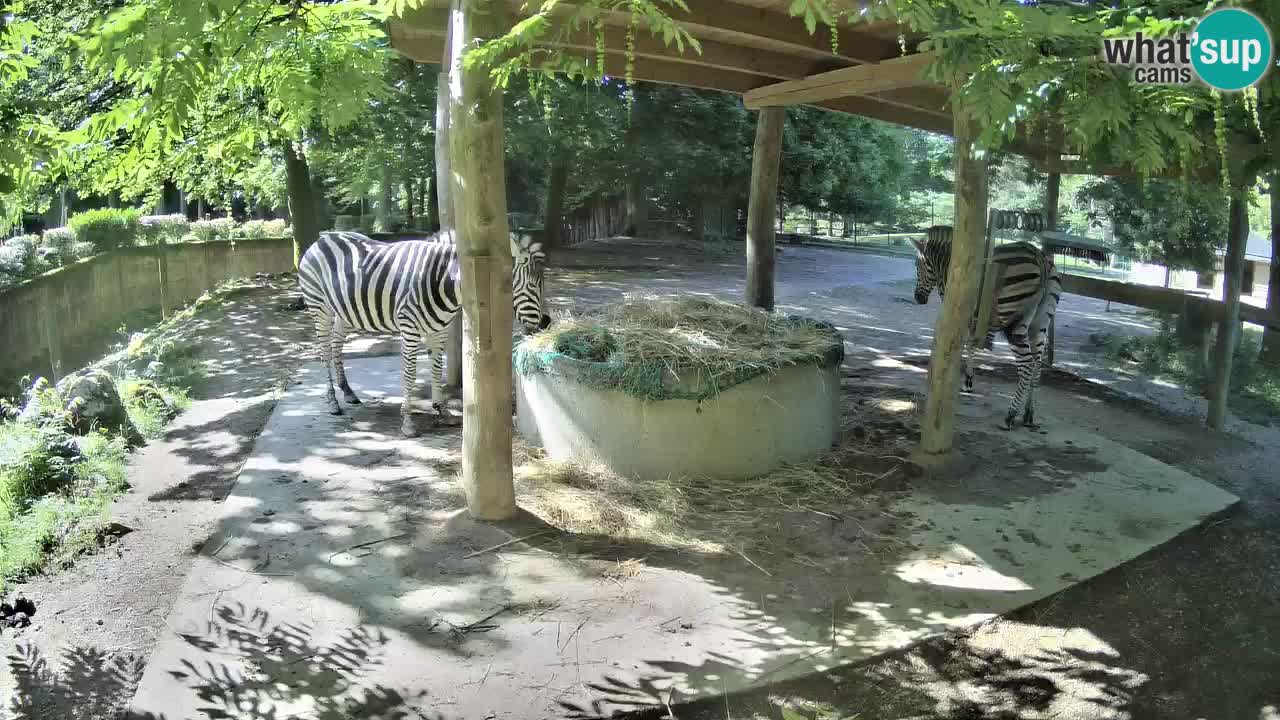 Zebre v živo v živalskem vrtu Ljubljana ZOO spletne kamere