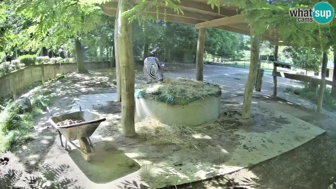 Camera en vivo Cebras in Ljubljana ZOO – Eslovenia