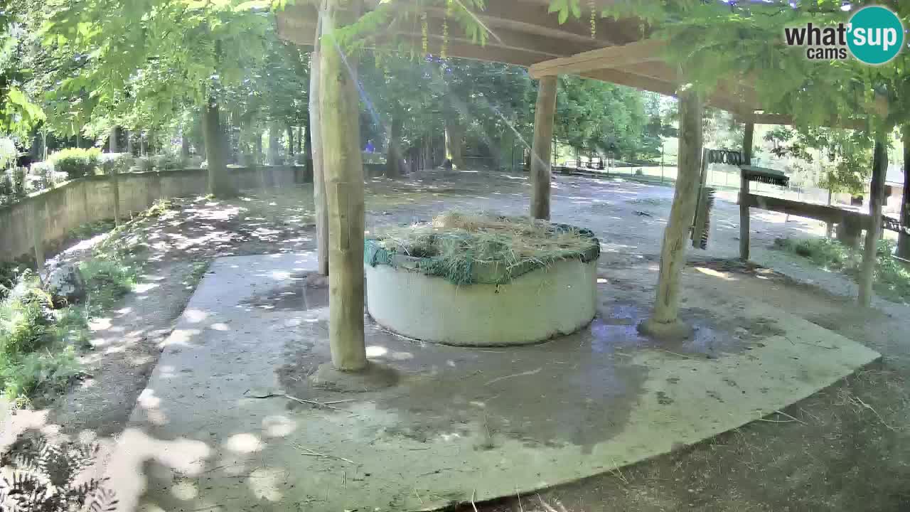 Live Webcam Zebras in Ljubljana ZOO – Slowenien