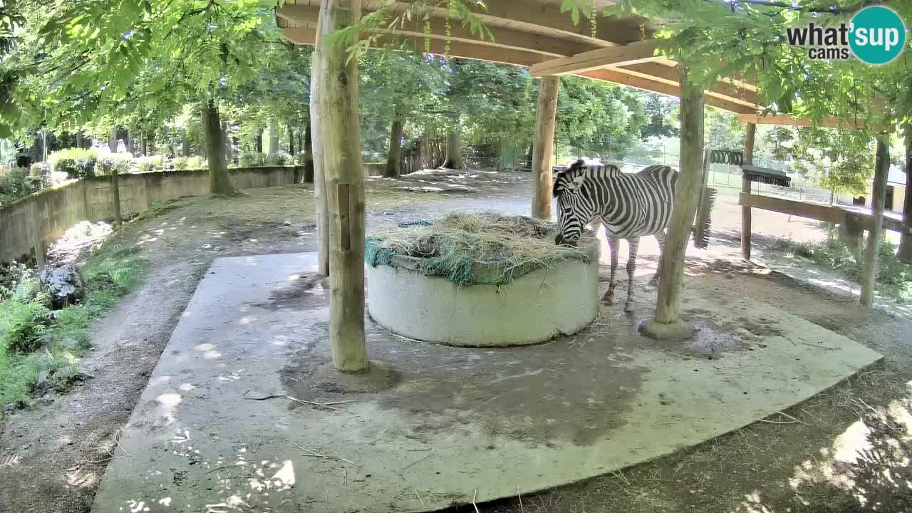 Live Webcam Zebras in Ljubljana ZOO – Slowenien