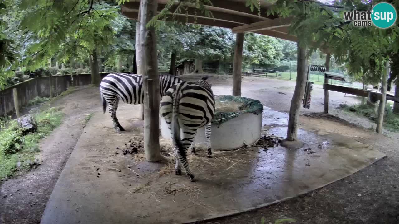Live webcam Zebras in Ljubljana ZOO – Slovenia