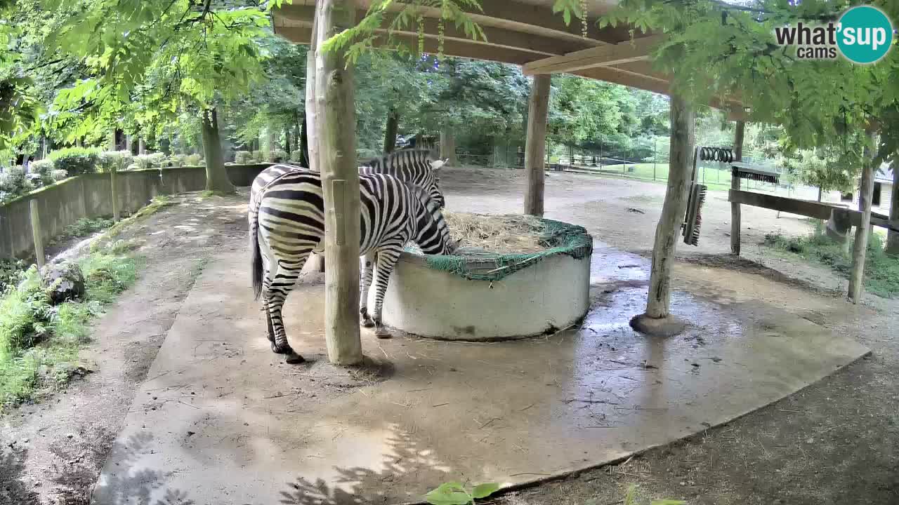 Live webcam Les zèbres in Ljubljana ZOO – Slovénie