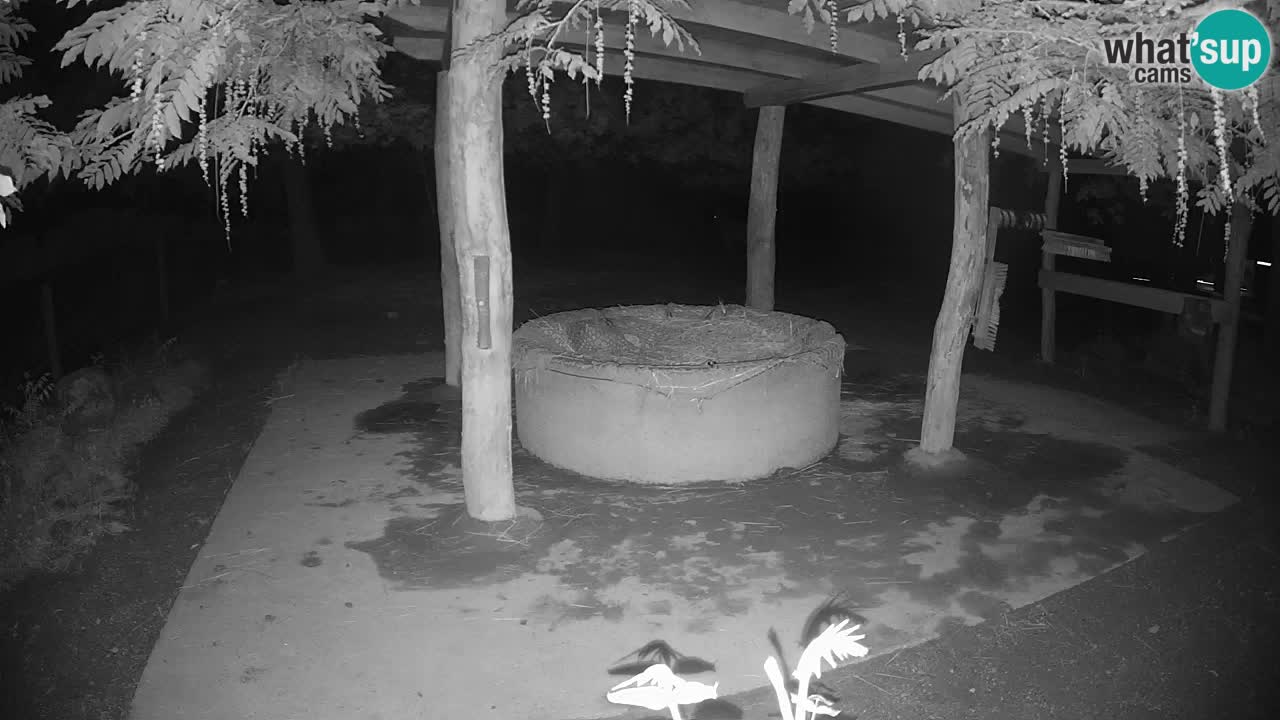 Le Zebre nello ZOO di Ljubljana – Slovenia Live webcam