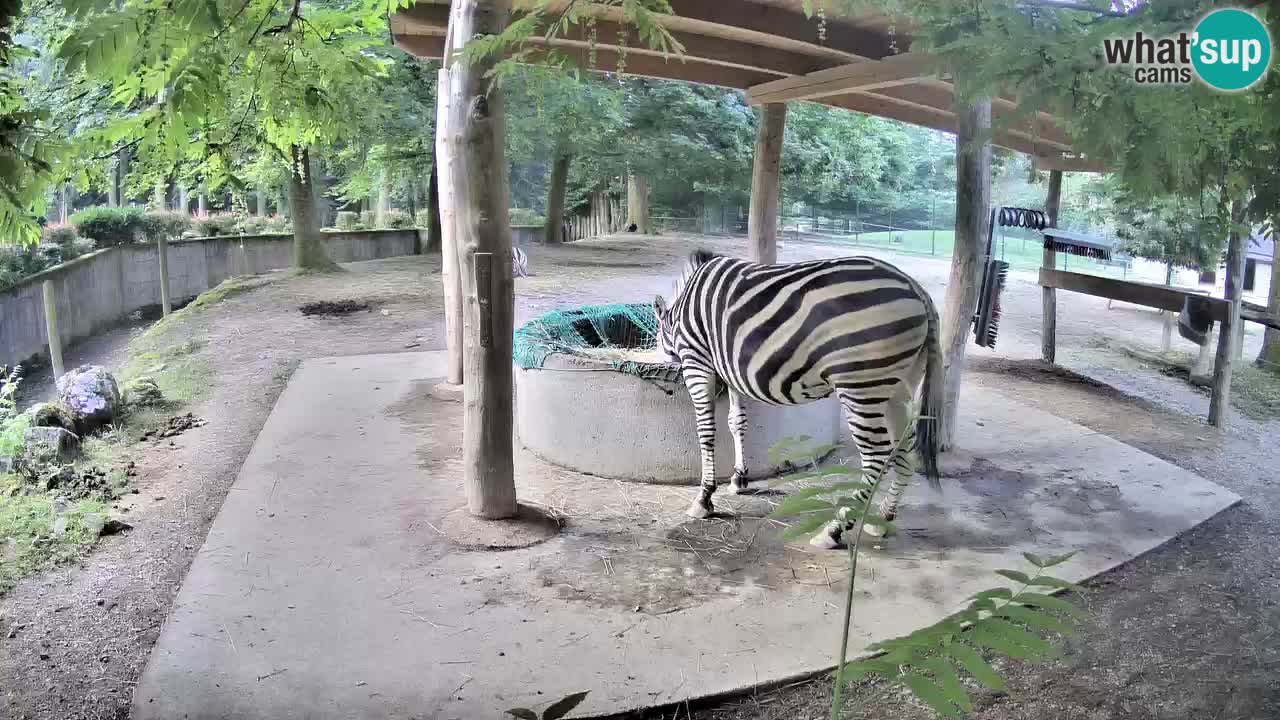 Live webcam Les zèbres in Ljubljana ZOO – Slovénie