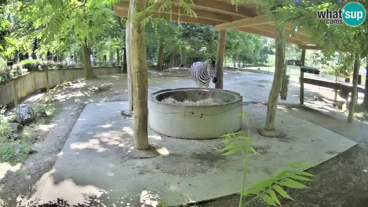 Web kamera uživo Zebras u ZOO Ljubljana – Slovenija