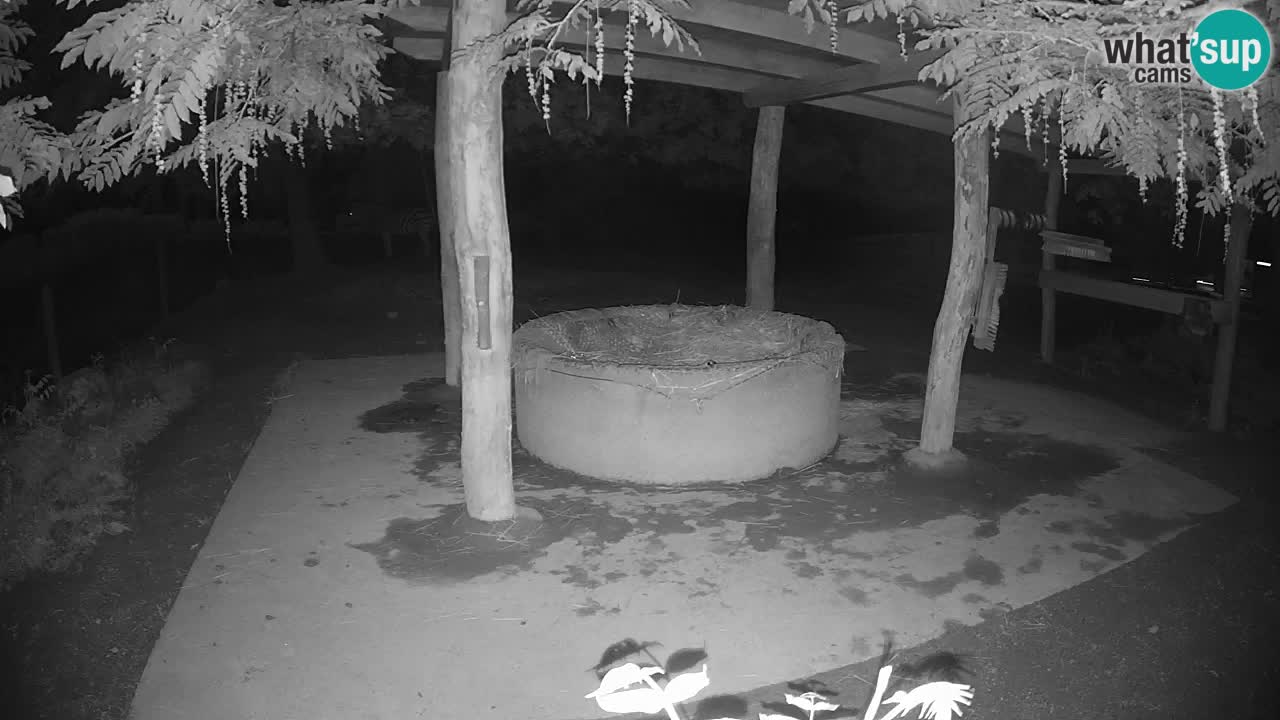 Web kamera uživo Zebras u ZOO Ljubljana – Slovenija