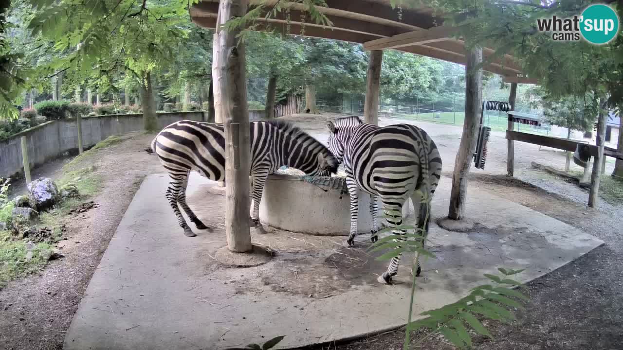 Live webcam Zebras in Ljubljana ZOO – Slovenia