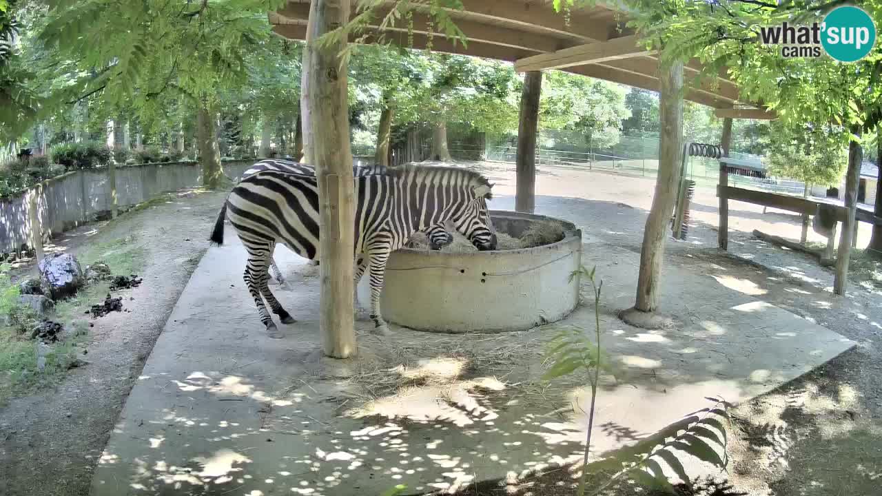 Live Webcam Zebras in Ljubljana ZOO – Slowenien