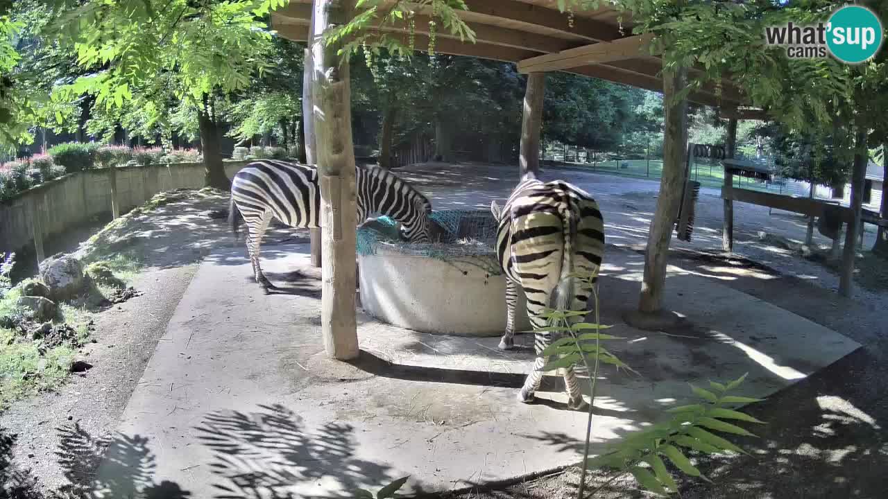 Web kamera uživo Zebras u ZOO Ljubljana – Slovenija