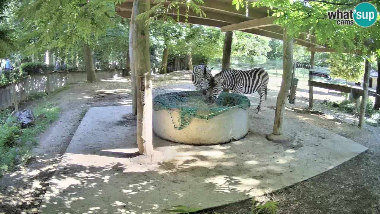 Le Zebre nello ZOO di Ljubljana – Slovenia Live webcam