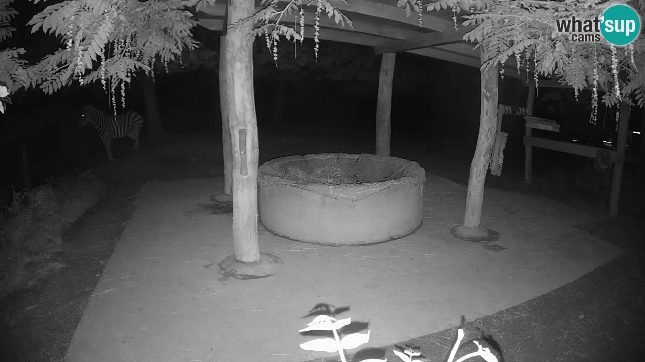 Live webcam Les zèbres in Ljubljana ZOO – Slovénie