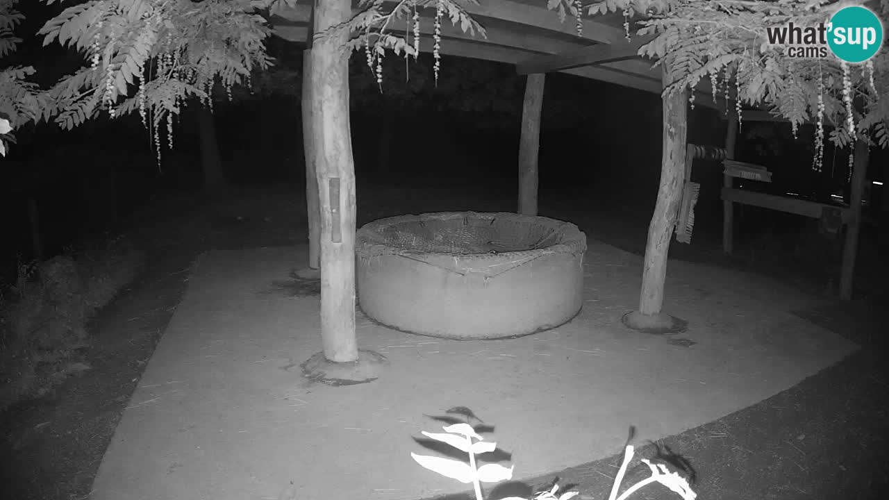 Le Zebre nello ZOO di Ljubljana – Slovenia Live webcam