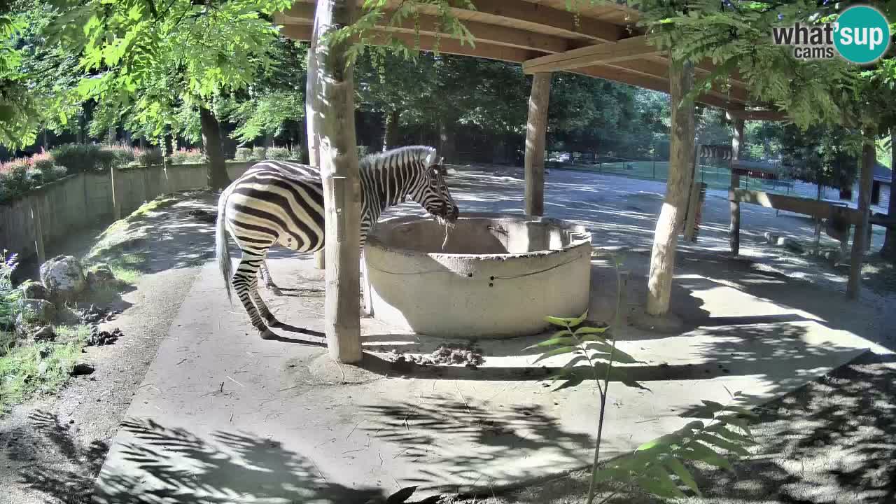 Live webcam Zebras in Ljubljana ZOO – Slovenia