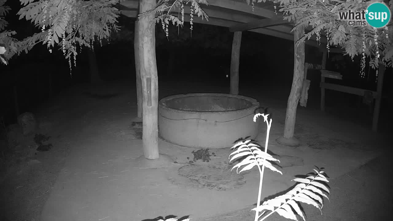 Live webcam Zebras in Ljubljana ZOO – Slovenia