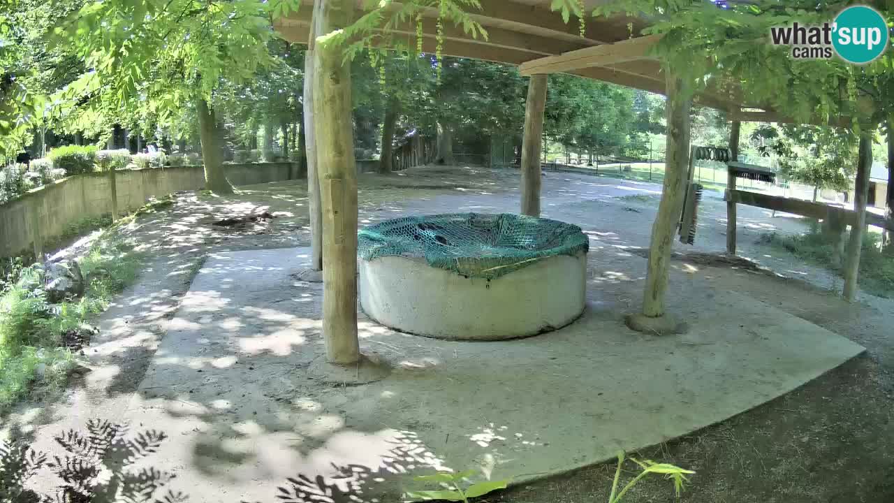 Web kamera uživo Zebras u ZOO Ljubljana – Slovenija