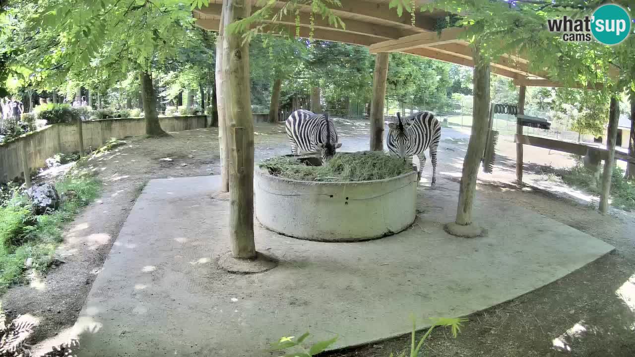 Web kamera uživo Zebras u ZOO Ljubljana – Slovenija