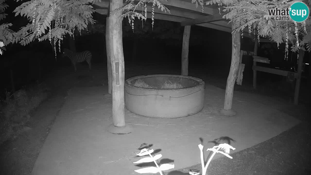 Live webcam Zebras in Ljubljana ZOO – Slovenia