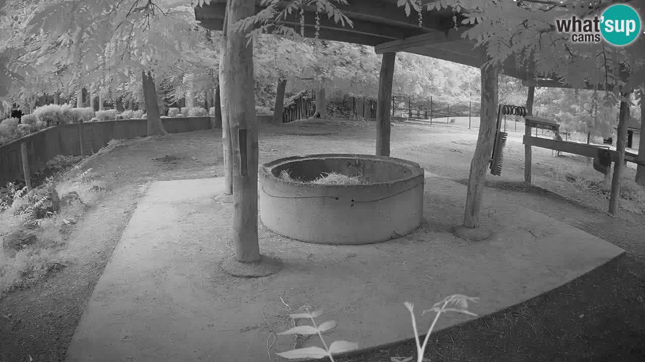 Live webcam Zebras in Ljubljana ZOO – Slovenia