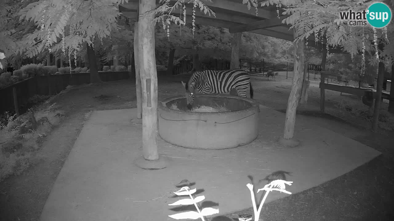 Live webcam Zebras in Ljubljana ZOO – Slovenia