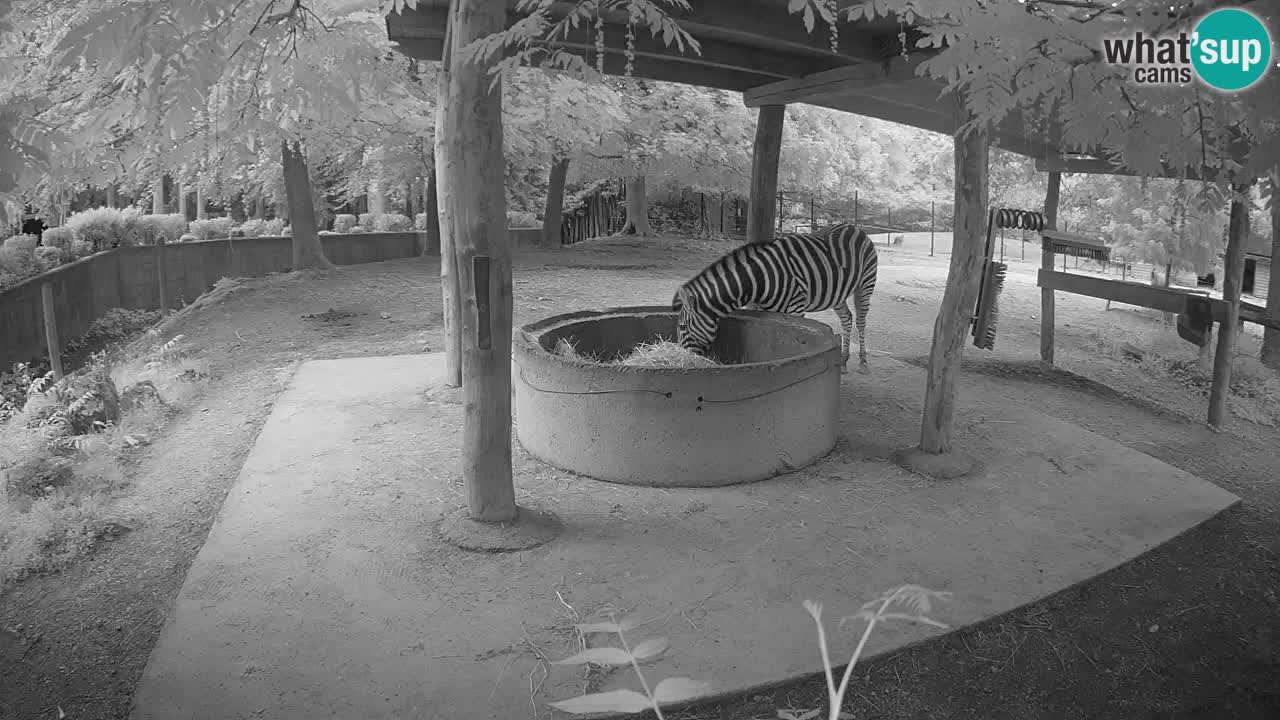 Zebre v živo v živalskem vrtu Ljubljana ZOO spletne kamere