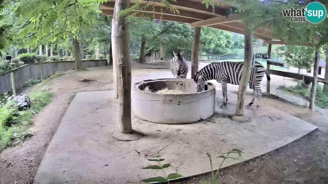 Live webcam Zebras in Ljubljana ZOO – Slovenia