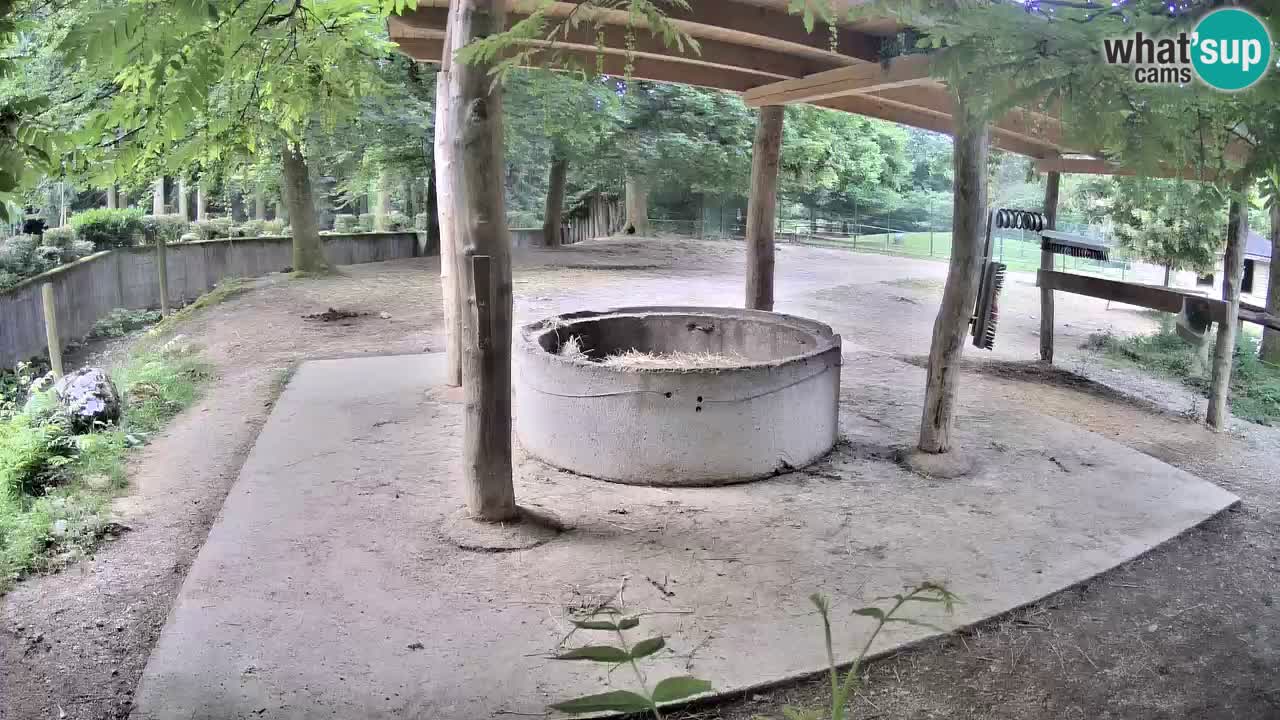 Zebre v živo v živalskem vrtu Ljubljana ZOO spletne kamere