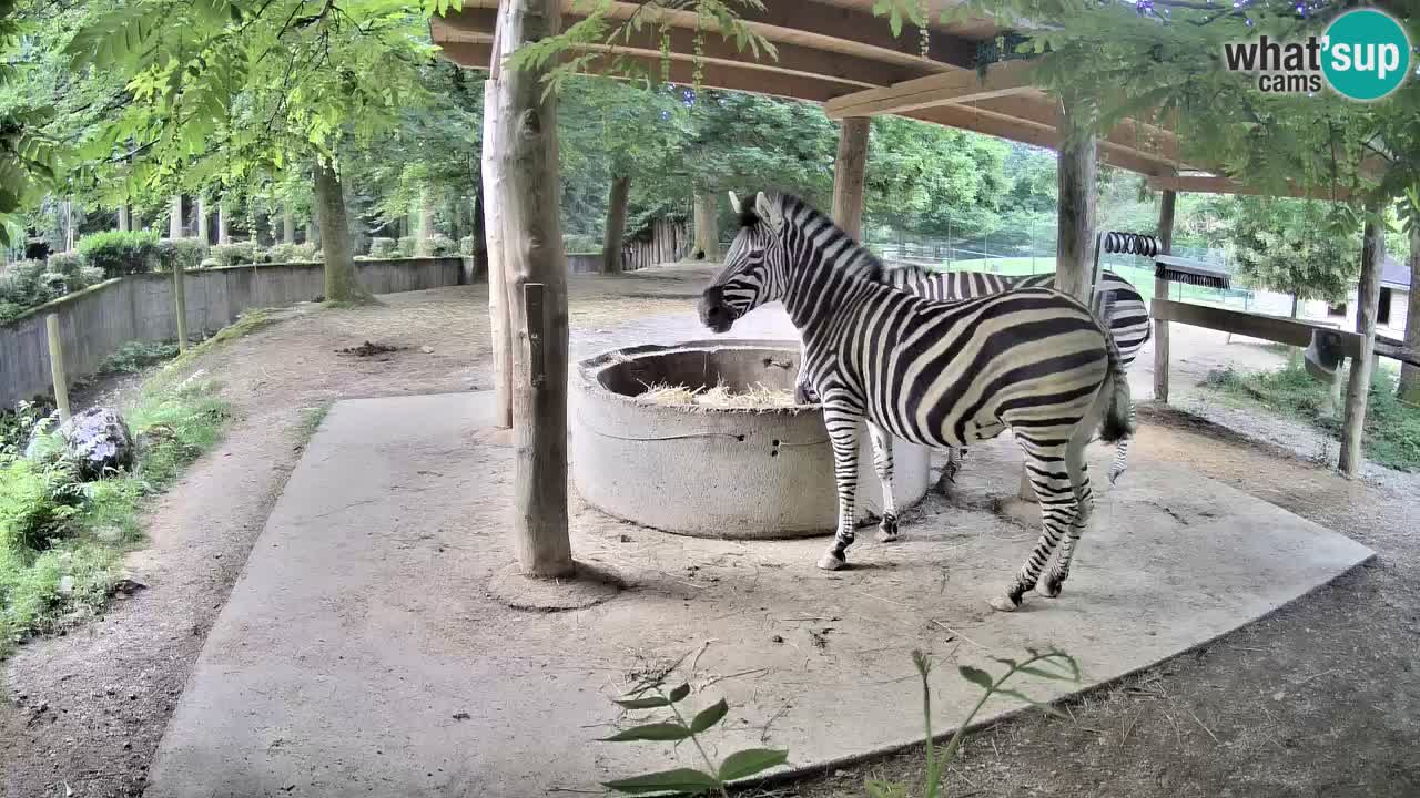 Live webcam Zebras in Ljubljana ZOO – Slovenia