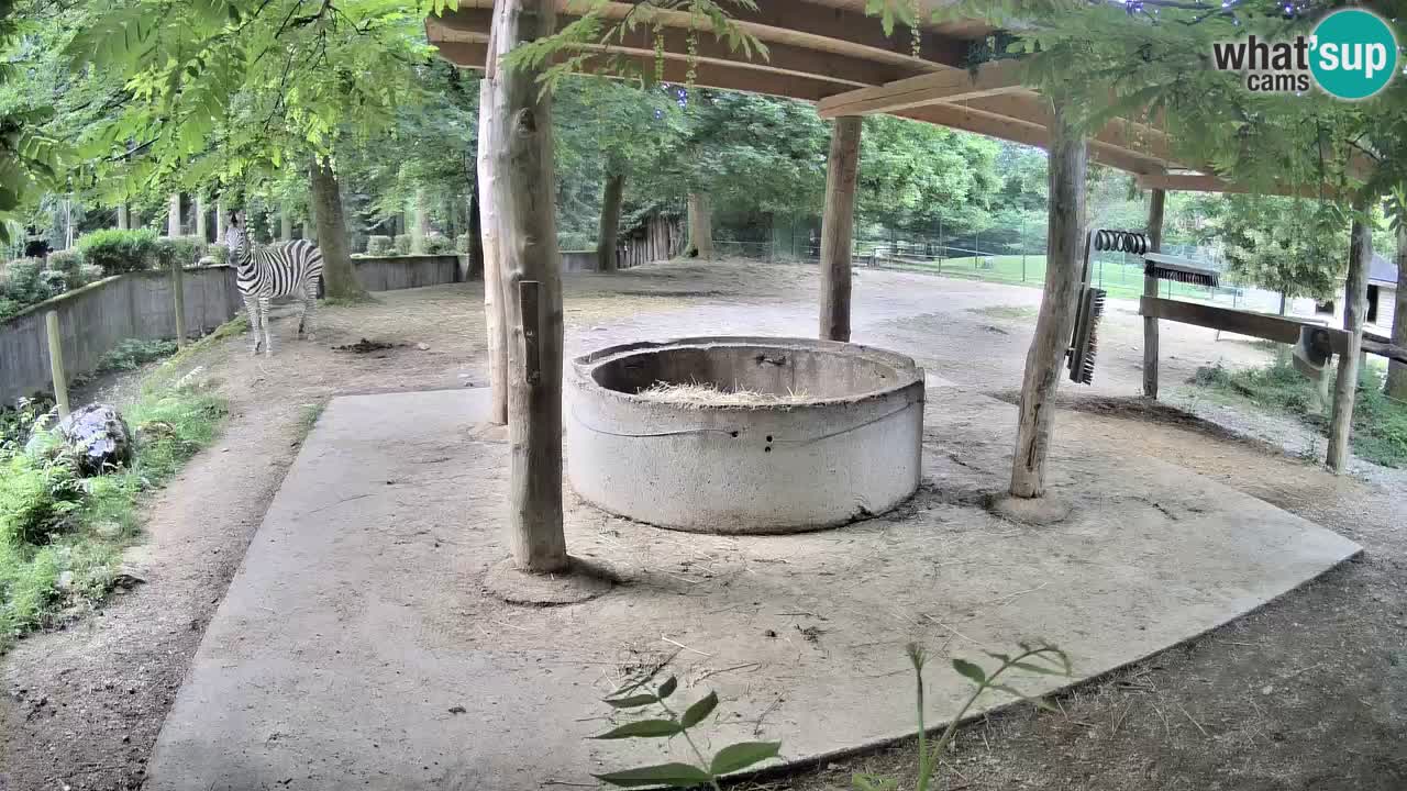 Le Zebre nello ZOO di Ljubljana – Slovenia Live webcam