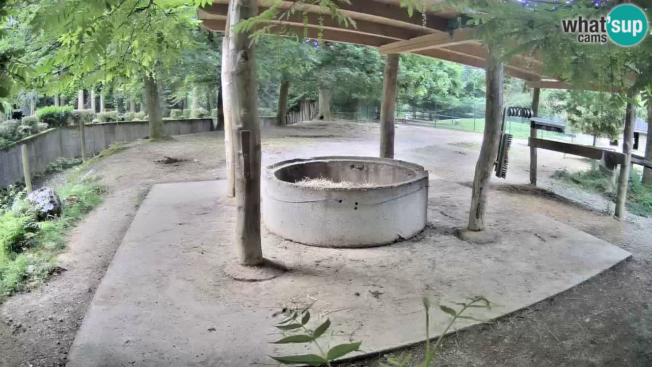 Zebre v živo v živalskem vrtu Ljubljana ZOO spletne kamere