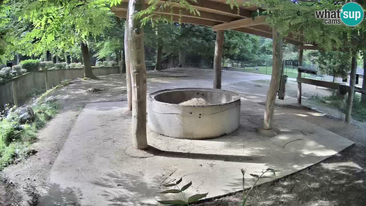 Camera en vivo Cebras in Ljubljana ZOO – Eslovenia