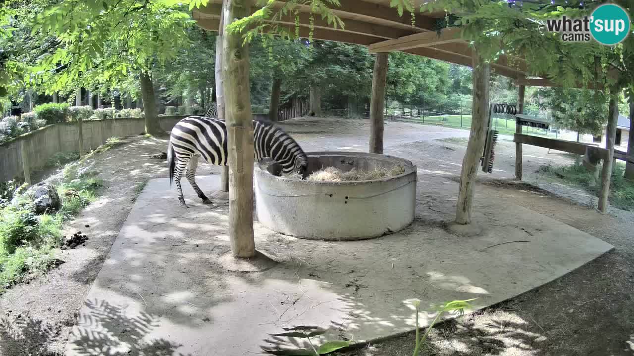 Camera en vivo Cebras in Ljubljana ZOO – Eslovenia