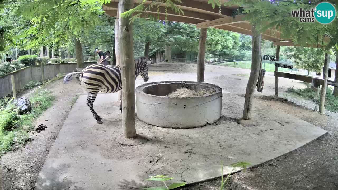 Camera en vivo Cebras in Ljubljana ZOO – Eslovenia