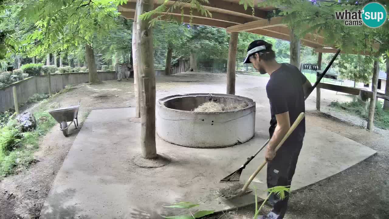 Camera en vivo Cebras in Ljubljana ZOO – Eslovenia