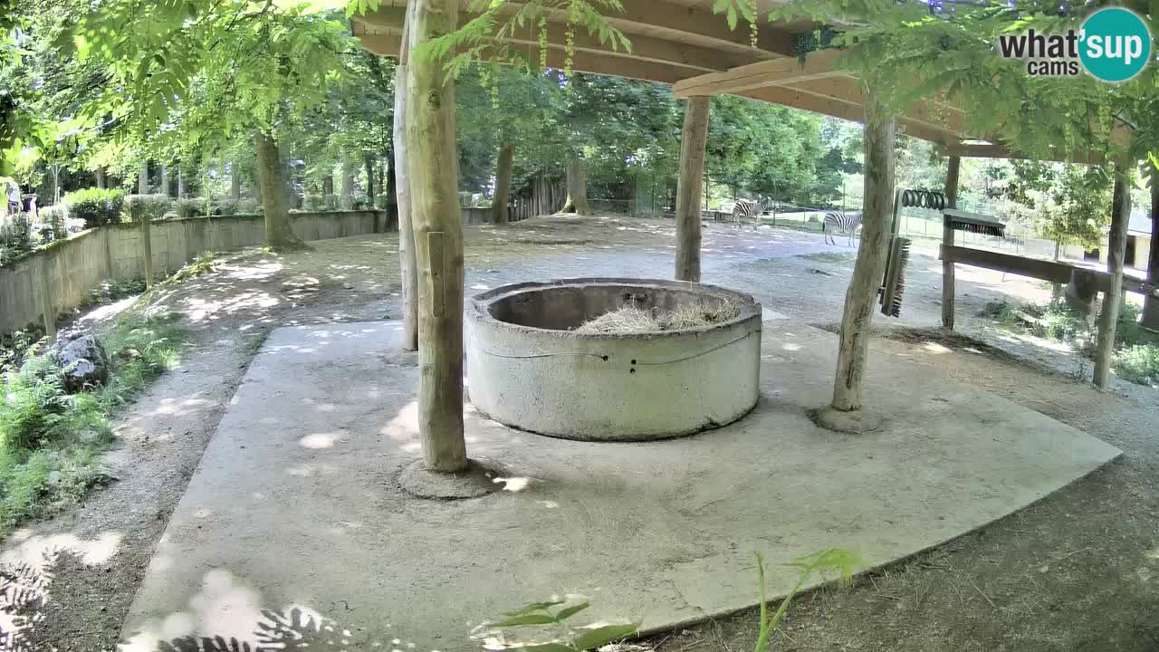 Zebre v živo v živalskem vrtu Ljubljana ZOO spletne kamere
